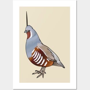 Mountain quail bird cartoon illustration Posters and Art